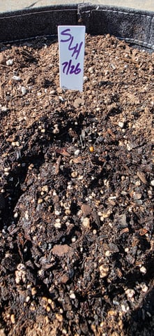 Let's just leave these right here! — germination, day 4