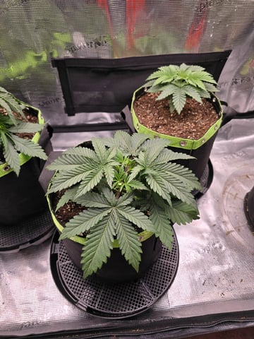  1 Blue Zushi x Venom & 1 Jack Here x Strawberry Cookies OG — vegetative, day 24