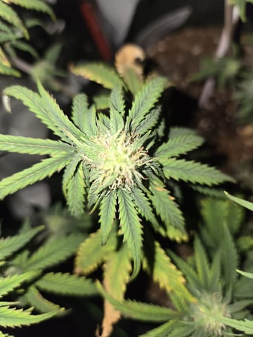 first indoor autoflower — flower, day 35