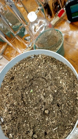 Jack hearer/Jack the ripper? — seedling_rooting, day 4