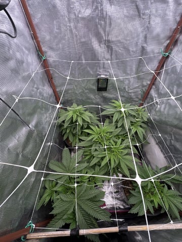 first grow in new 2x2 — vegetative, day 51