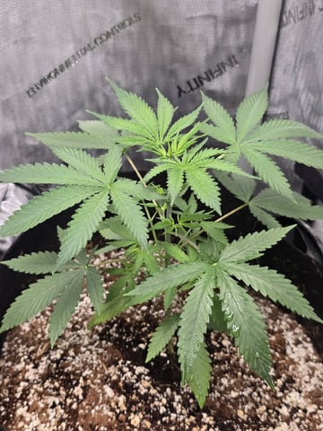 Indoor — seedling_rooting, day 38