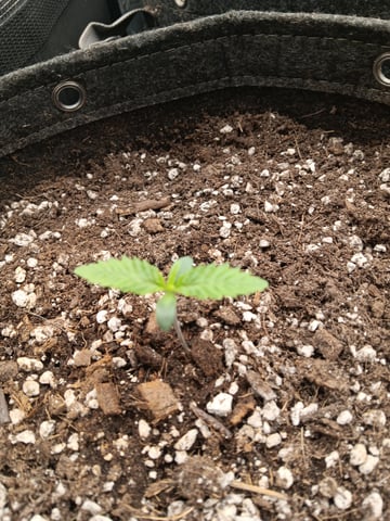 HP CC — seedling_rooting, day 14
