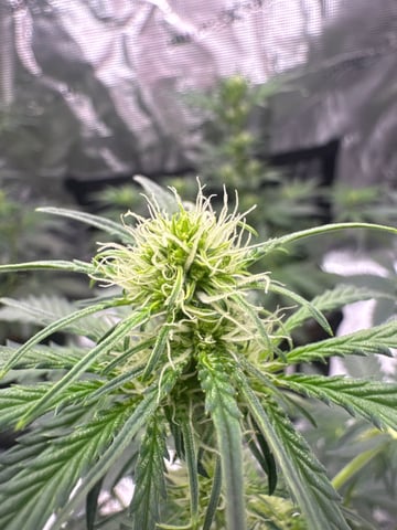 Grow Number 2 — flower, day 33