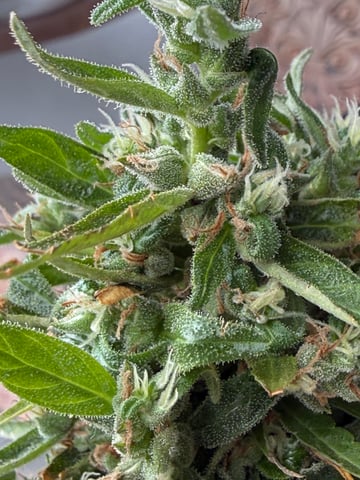 Devotchka x Nepali Cross (DevoNep)  — flower, day 1