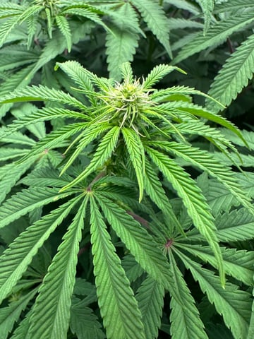 Grow#2 — flower, day 53