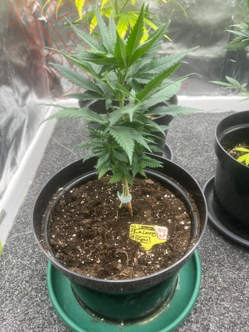 3autos and 2 fem  — flower, day 1