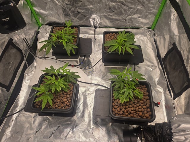 Funk Mountain 2 — vegetative, day 11