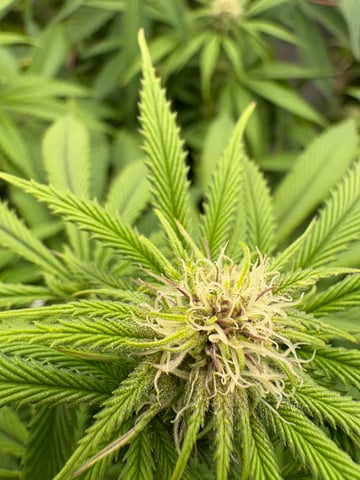 second grow — flower, day 44