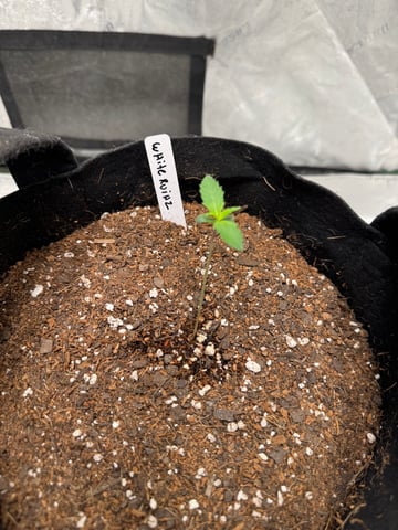 white runtz auto flower — seedling_rooting, day 10
