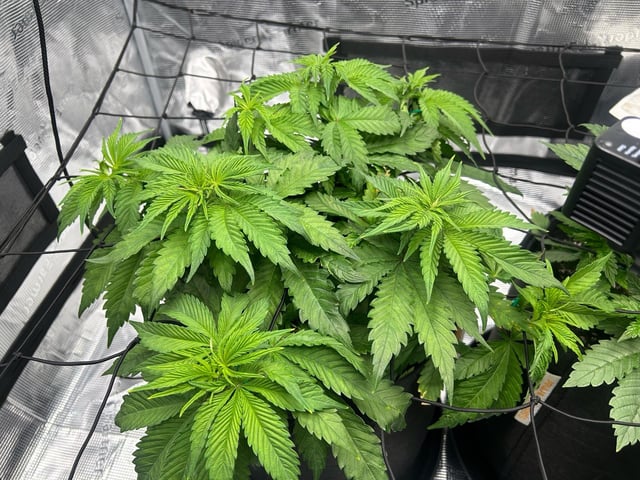 2025-26 harvest INDOOR — vegetative, day 74