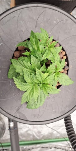 Blackberry Kush — vegetative, day 24