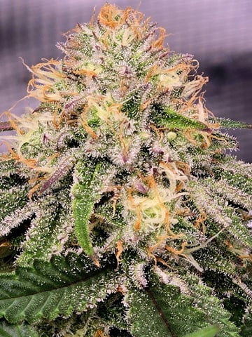 Dirty Bird - Thousand Island Fem & Platinum Kush Breath Remix x Grape Cakehead Fem Photo  — flower, day 91