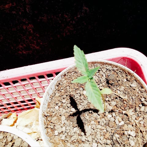nilo growth — seedling_rooting, day 10