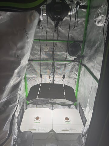 Gelato x Purple Punch / Forbidden Fruit Autos — grow_setup, day 1