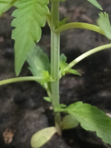 Vegetative  — vegetative, day 28