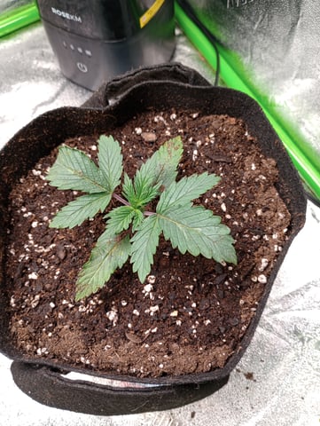 All Aboard!!! — vegetative, day 16