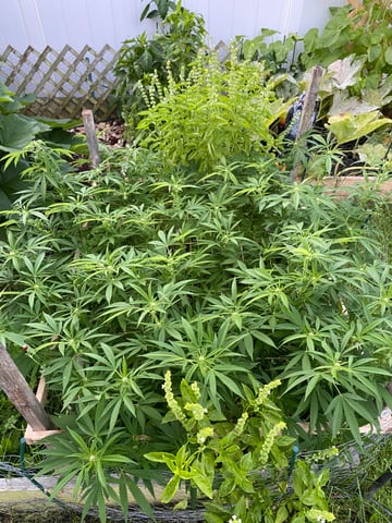 queen of soul X cap junky  — flower, day 138