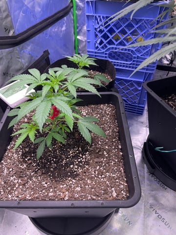 tropicana cookie purple  — vegetative, day 20