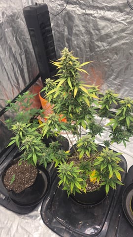 Beginner - My first grow has been an incredible experience so far! — flower, day 82