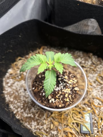 3 More — seedling_rooting, day 11