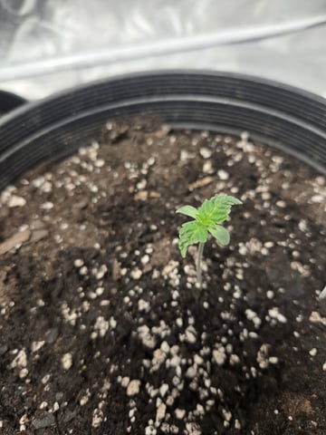 Grandpa Cookies, Black Cherry Soda And Lemon Trees