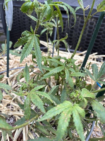 Lambs Breath legend  — flower, day 5