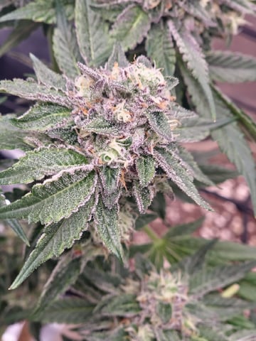 First time — flower, day 142