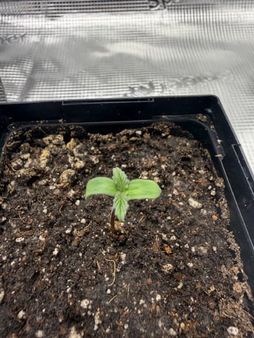 My First Grow — germination, day 1
