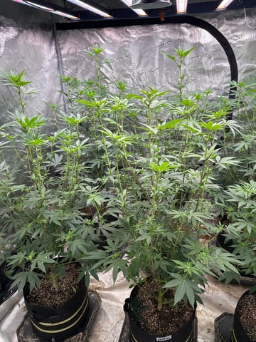 White Runtz Clonez (Flowering) — flower, day 15