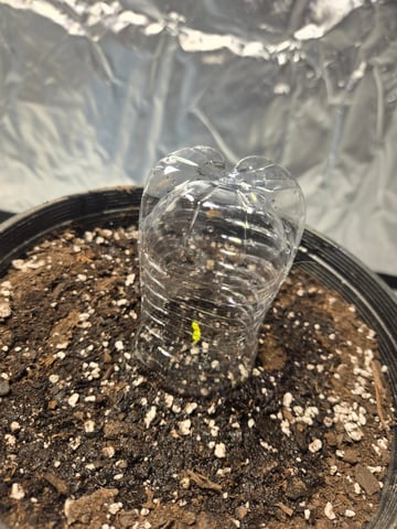 Grandpa Cookies, Black Cherry Soda And Lemon Trees — grow_setup, day 1