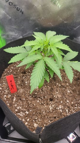 First attempt at planting some seeds — vegetative, day 38