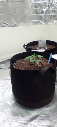 Seedman mix auto & seedman mix auto & GodFather OG — seedling_rooting, day 16