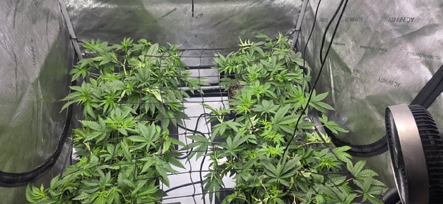 Lime Rian. — vegetative, day 42