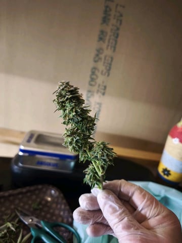 New grow — done, day 72