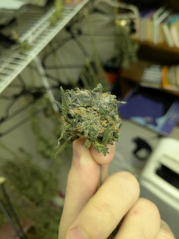 1st grow continued  — flower, day 65