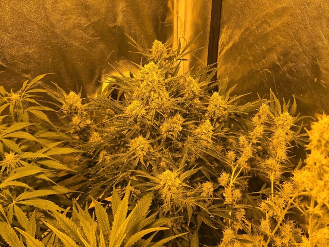 Autos AGAIN