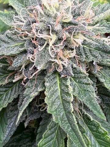 Black Hulk 3 gallon bag  — flower, day 49