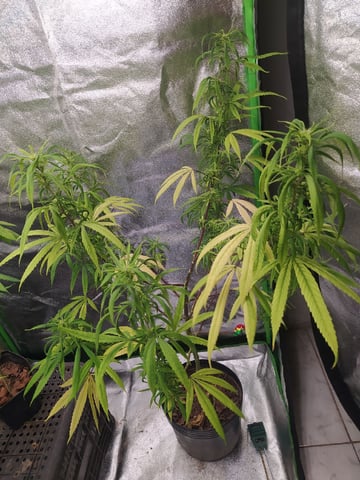 Pren seeds from brazil — flower, day 2