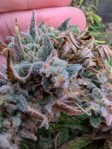 Control Plant — flower, day 115