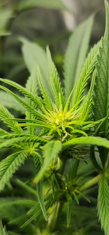 First clones (Dr nefario)  — flower, day 41