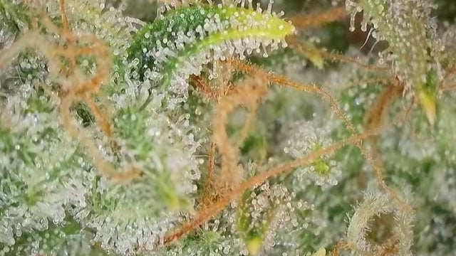 Autos AGAIN