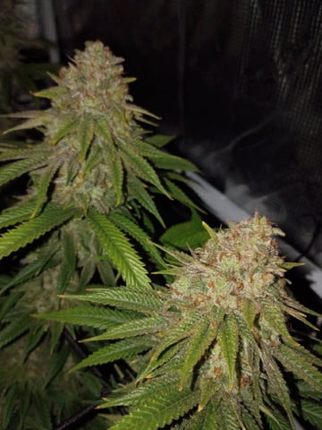 FastBuds Photo-Lemon Mandarin  — flower, day 136