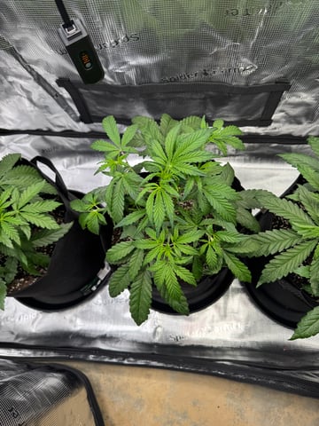 wedding cake auto FIRST GROW! — vegetative, day 28