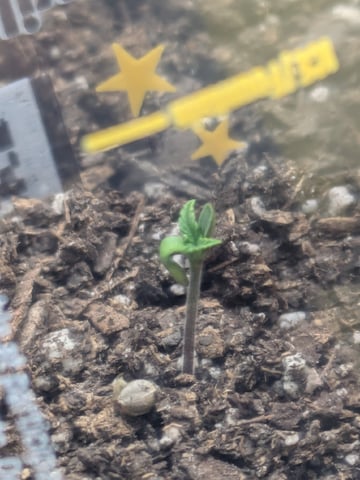 Ricky Bobby / Super Silver Haze Auto Fem — seedling_rooting, day 4