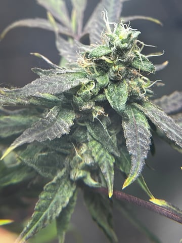 My Devine Conscious  — flower, day 156