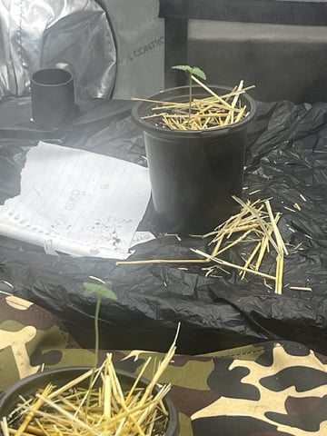 The Bling  — seedling_rooting, day 1