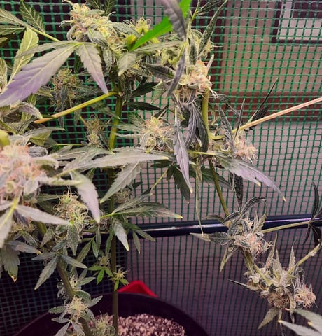 Blackberry kush — vegetative, day 96