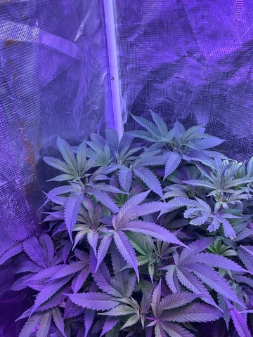 white 🕷️  — flower, day 90