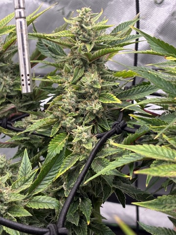 Comet Candy (Auto) 2026- 02 — flower, day 71